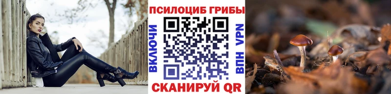 Псилоцибиновые грибы Psilocybe  что такое наркотик  Новотитаровская 